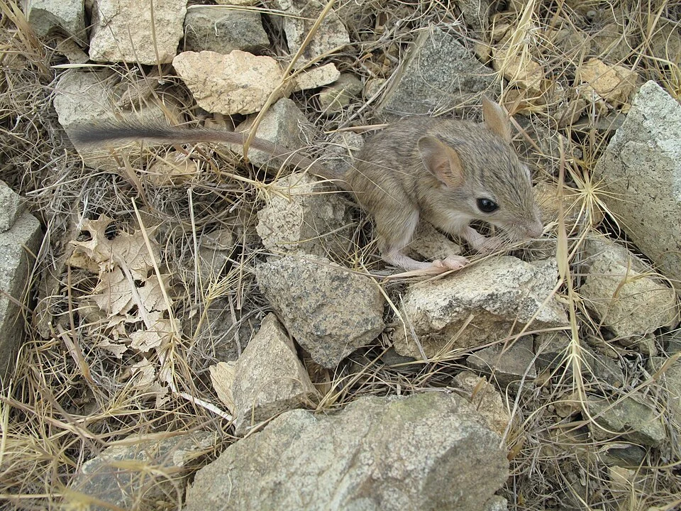 Zagros Mountains mouse-like hamster