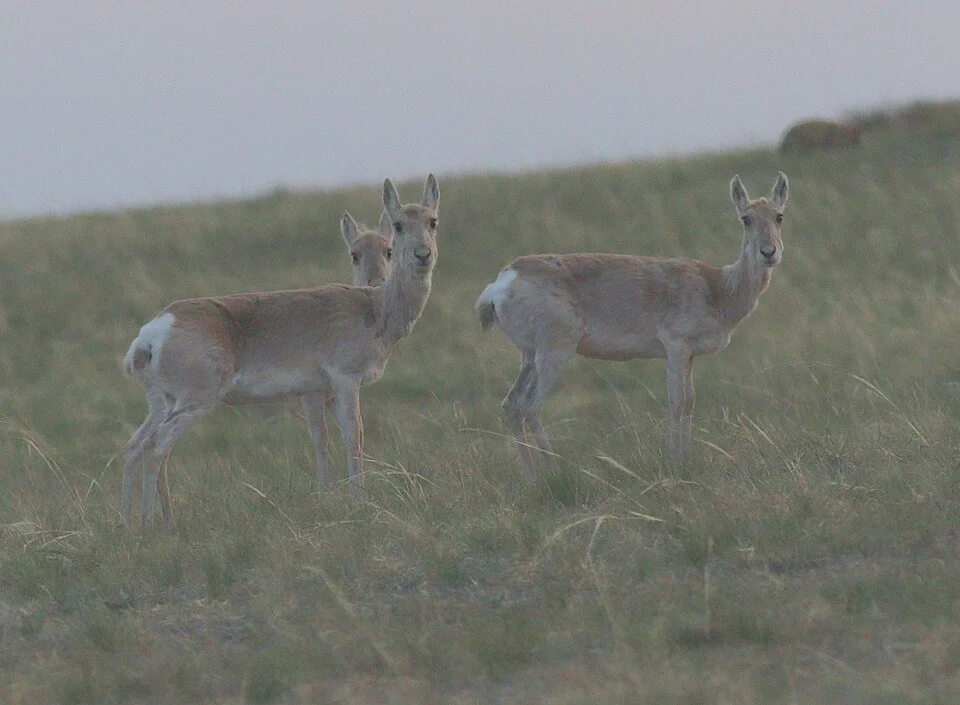 Mongolian Gazelle (Procapra gutturosa) in Mongolia