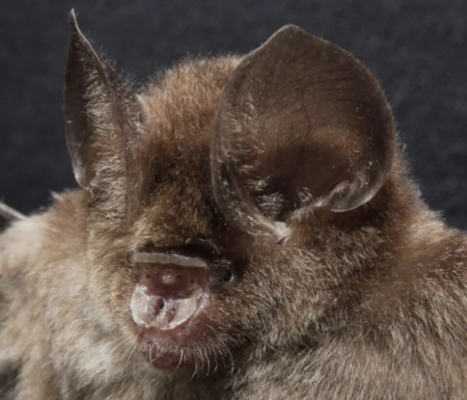 Hipposideros bicolor