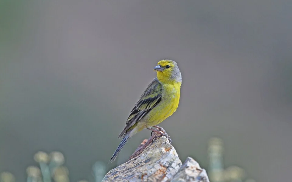 Corsican finch Carduelis corsicana