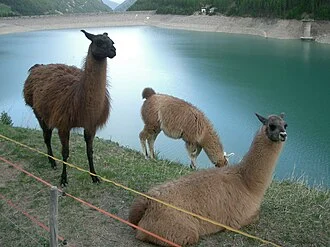 Llamas, Vernagt-Stausee, Italy