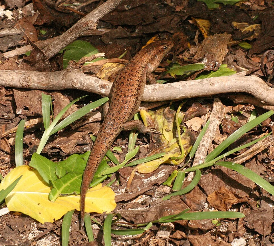 Mabuya wrightii ("Wright's skink") in Cousin Island, Seychelles