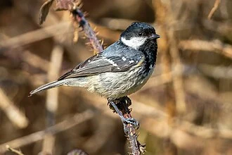A coal tit (Periparus ater).