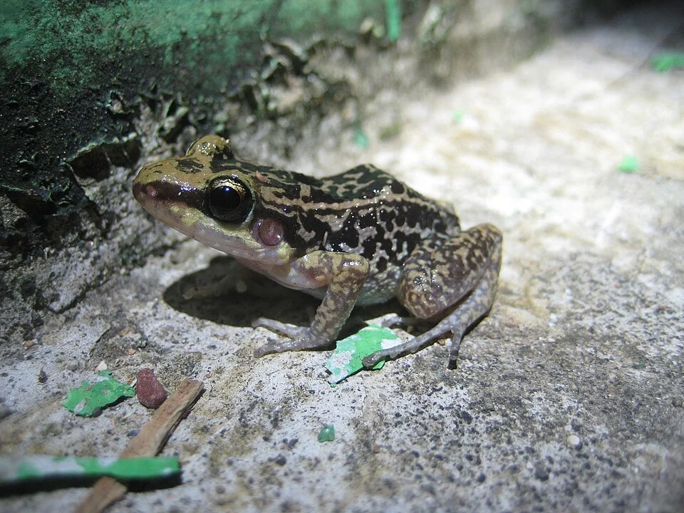 Photo of Hispaniolan yellow-mottled frog uploaded from iNaturalist.