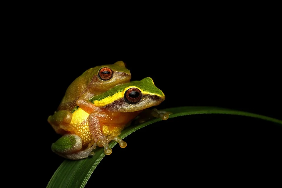 raorchestes akroparallagi