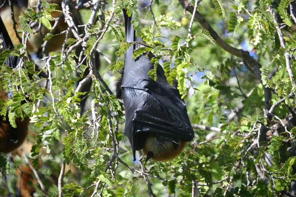 Pteropus rufus
Location: Berenty, Madagascar