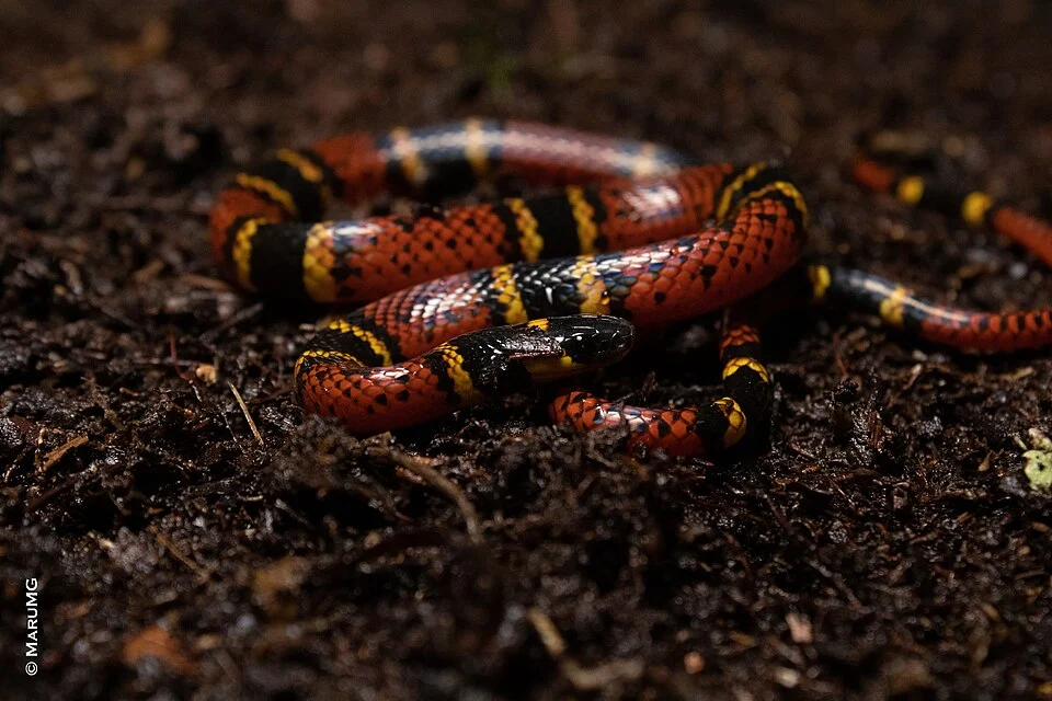 Zongolica, Ver., México