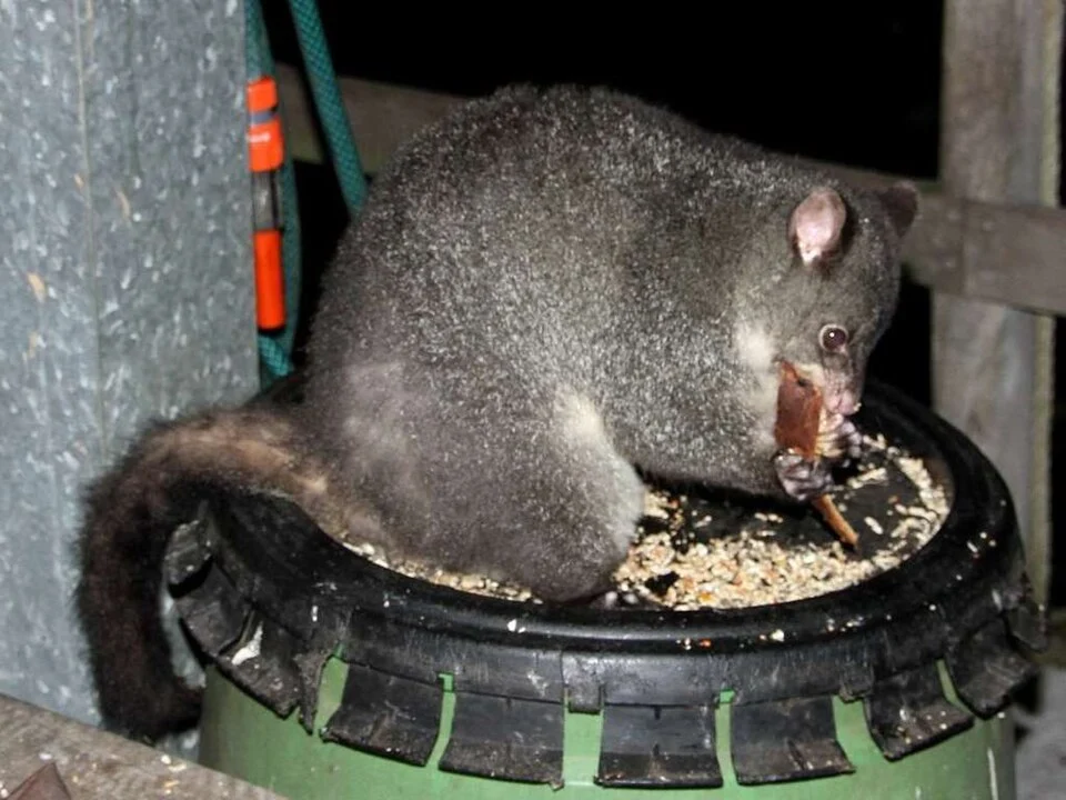 Mountain brushtail possum (Trichosurus cunninghami) in Mallacoota, Victoria, Australia.