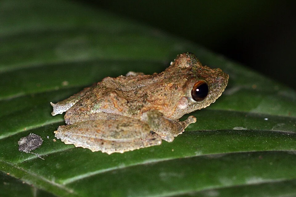 Frilled tree frog (Kurixalus appendiculatus) or (Rhacophorus appendiculatus), Danum Valley Conservation Area, Sabah, Borneo, Malaysia