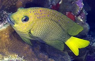 Neth Antilles, 5.06, Bonaire,