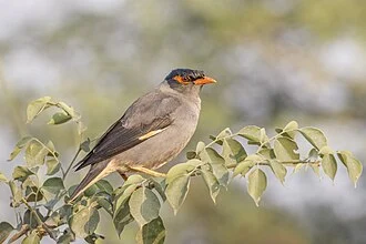 Bank myna (Acridotheres ginginianus), Salai, UP, India