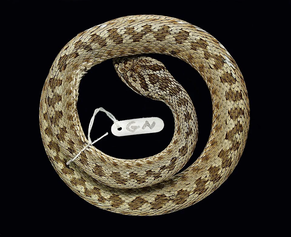 Vipera altaica. Kazachstan Village Tschernjaevka, at river Kalgyr.
Collections of the Natural History Museum, Göteborg, Sweden.