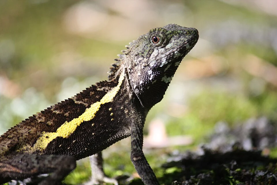 A lizard in Taroko Canyon, Taiwan, Japalura swinhonis