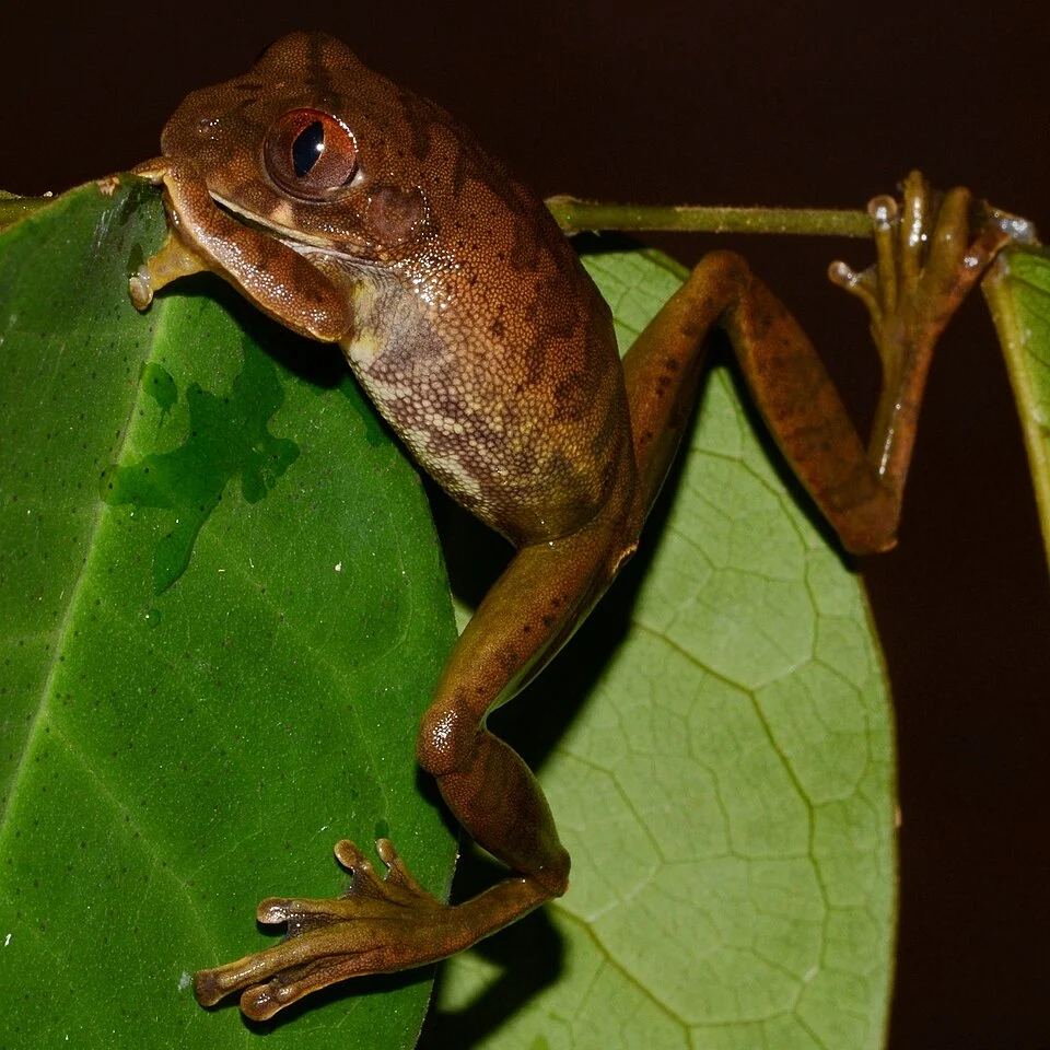 Leptopelis boulengeri. Mayoko, CG-NI, CG