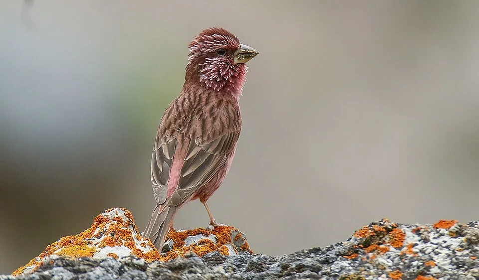 Blyth's Rosefinch (Carpodacus grandis or Carpodacus rhodochlamys grandis), Brum Ther, Gojal, Gilgit-Baltistan, Pakistan