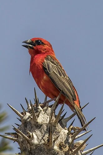 A red-headed Madagascar fody perched on a dry plant stem.