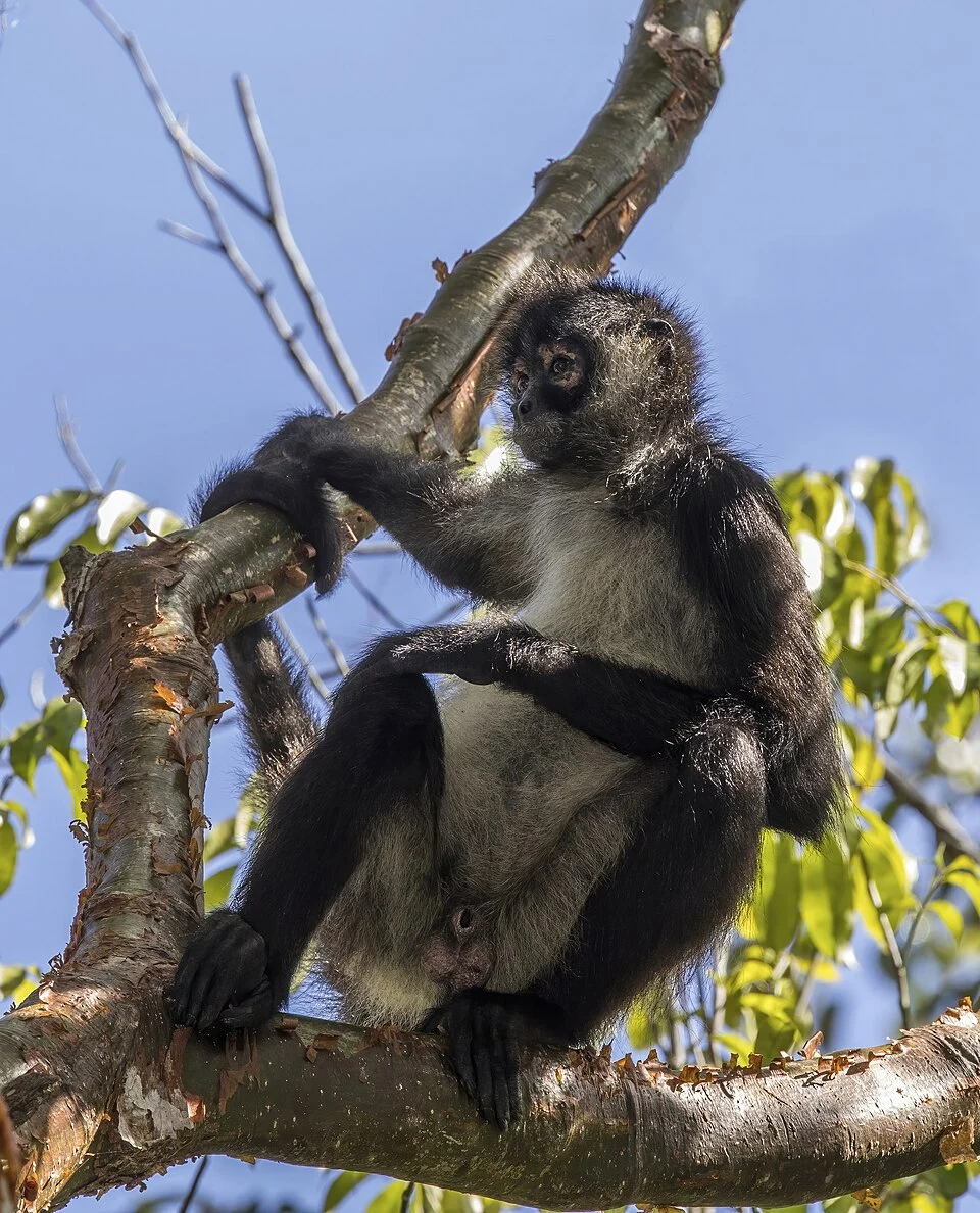 Geoffroy's spider monkey (Ateles geoffroyi yucatanensis) male, Yaxhá, Peten, Guatemala