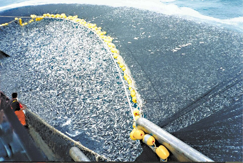 About 400 tons (360 t) of Chilean jack mackerel (Trachurus murphyi) are caught by a Chilean purse seiner off of Peru.