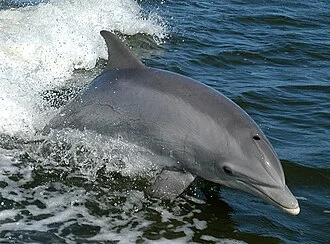 Bottlenose Dolphin - Tursiops truncatus A dolphin surfs the wake of a research boat on the Banana River - near the  Kennedy Space Center.