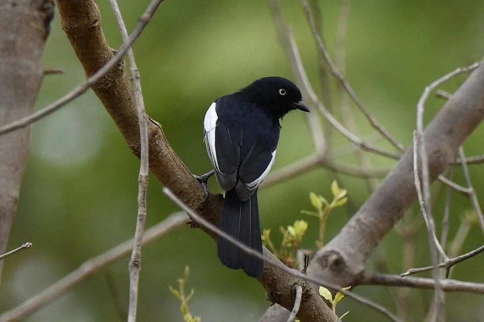 Melaniparus guineensis, West Gonja, Ghana, 2025-02-21 (iNaturalist).