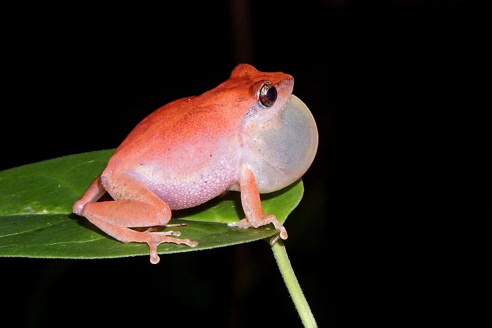 കാണി കരയിലത്തവള