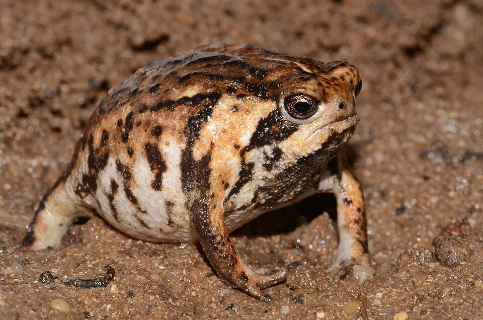 Western Rose Rain Frog (Breviceps rosei ssp. rosei) . Subspecies of amphibian.