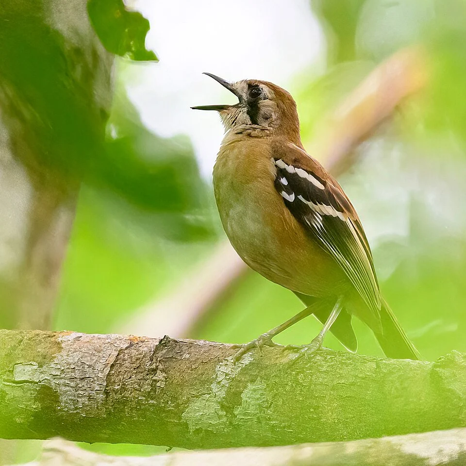 Northern Scrub-robin photographed at Iron Range National Park, Queensland.