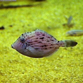 ja:カワハギ en:Thread-sail filefish

Species
Stephanolepis cirrhifer
Familia
Monacanthidae

Source http://opencage.info/pics/large_7699.asp
Location Suma Aqualife Park, japan
Other photos; http://opencage.info/pics/Stephanolepis_cirrhifer.asp
NCBI Taxonomy ID:143348
Copyright OpenCage