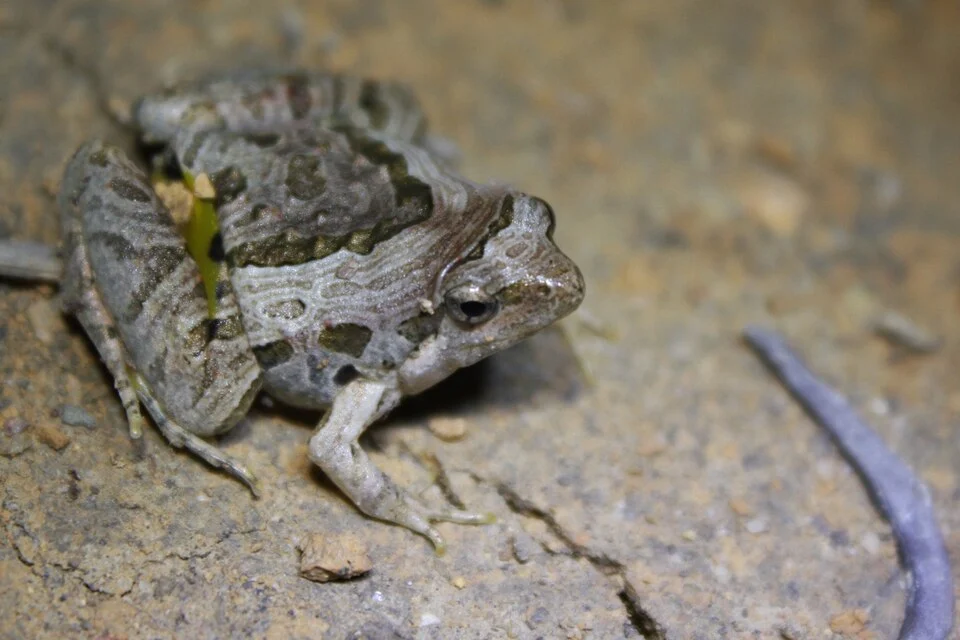 Marbled Pigmy Frog, (Microhyla pulchra). Taken at Ngong Ping, Lantau.