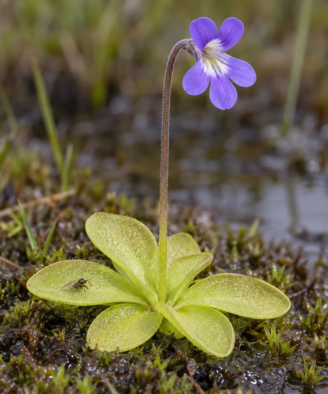 Modern AI interpretation of a butterwort rosette and flower.