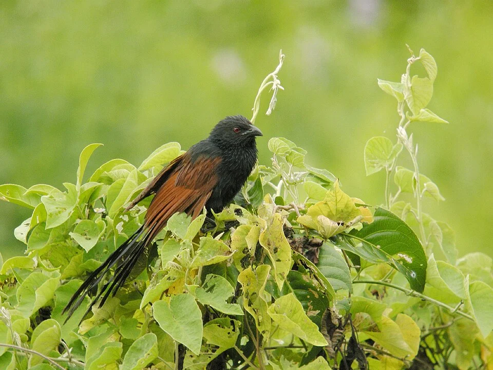 Malagasy Coucal, Ankarafantsika, Madagascar
Swarowski 80 HD 30 X, Coolpix P5100 (Adapter DCB)
