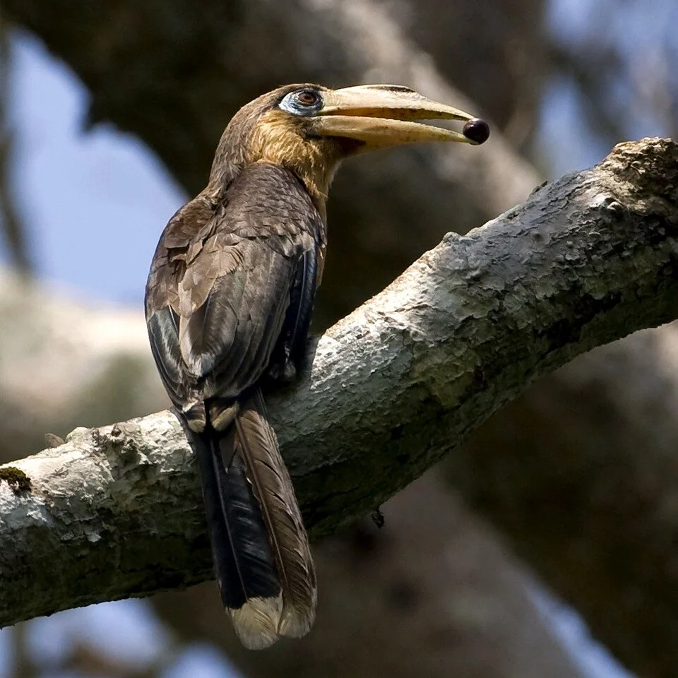 Tickell's Brown Hornbill (Anorrhinus tickelli). Kaeng Krachan, Thailand.  The Red-Data status on this bird is "Near Threatened".