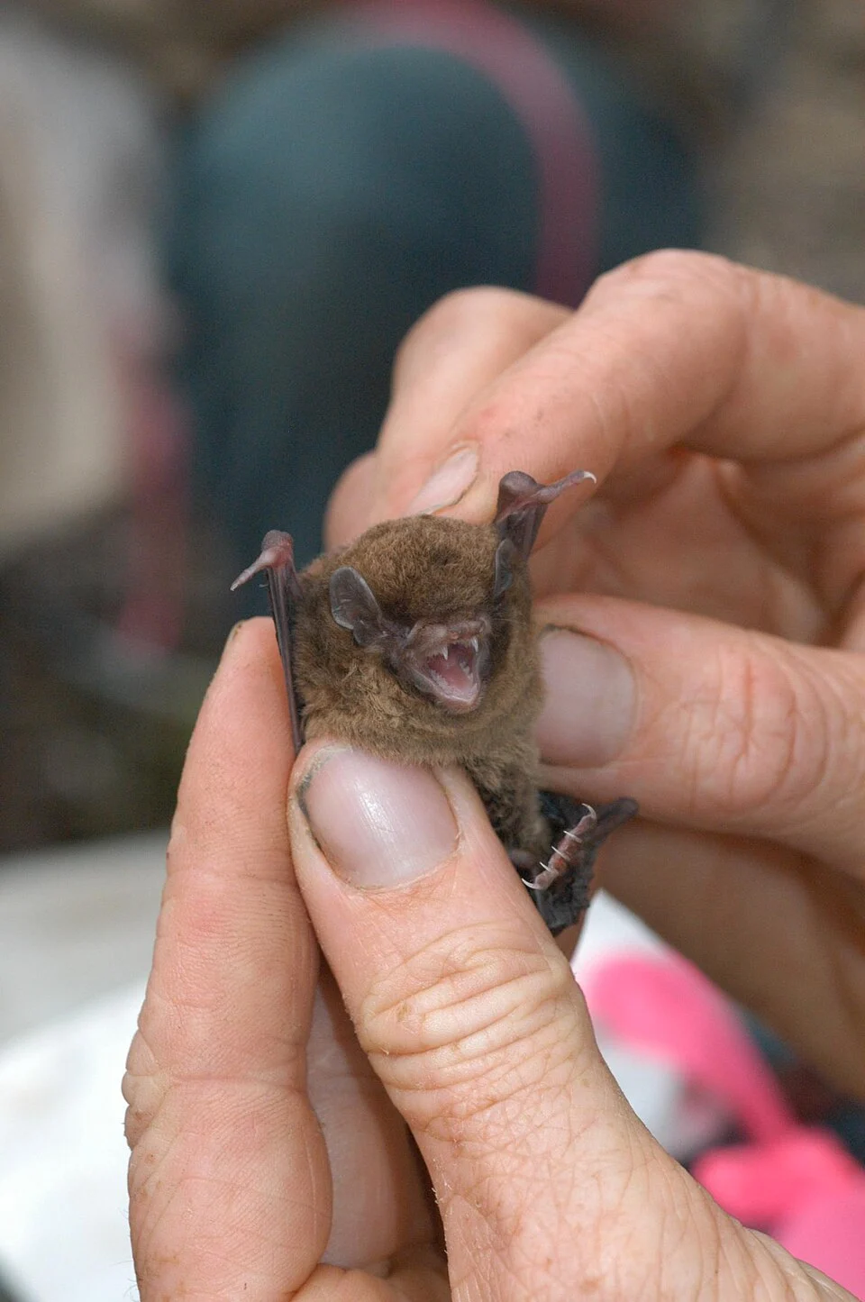 Chocolate Wattled Bat (Chalinolobus morio) captured at Manobali Nature Reserve
