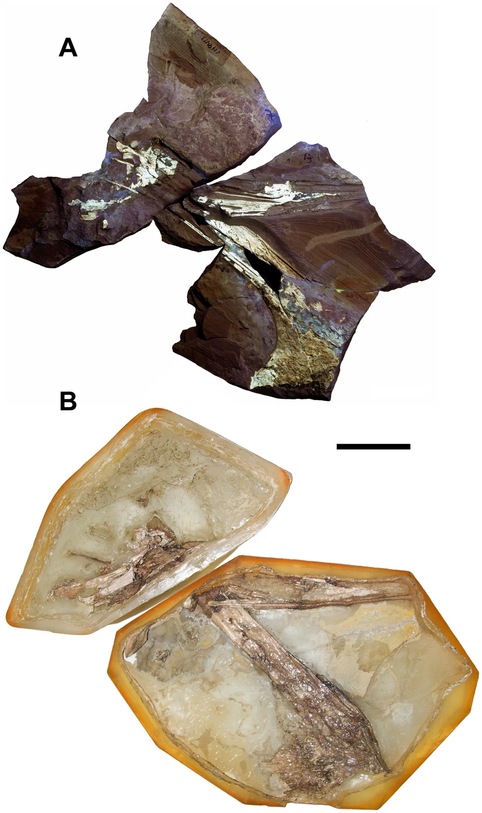 Holotype MCCM-LH 9413: ultraviolet slab above; acid-prepared counterslab below.