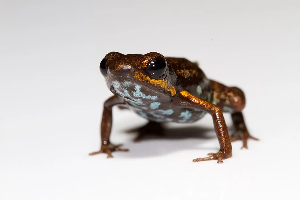 The blue-bellied poison frog or bluebelly poison frog (Andinobates minutus) is a species of frog in the family Dendrobatidae.