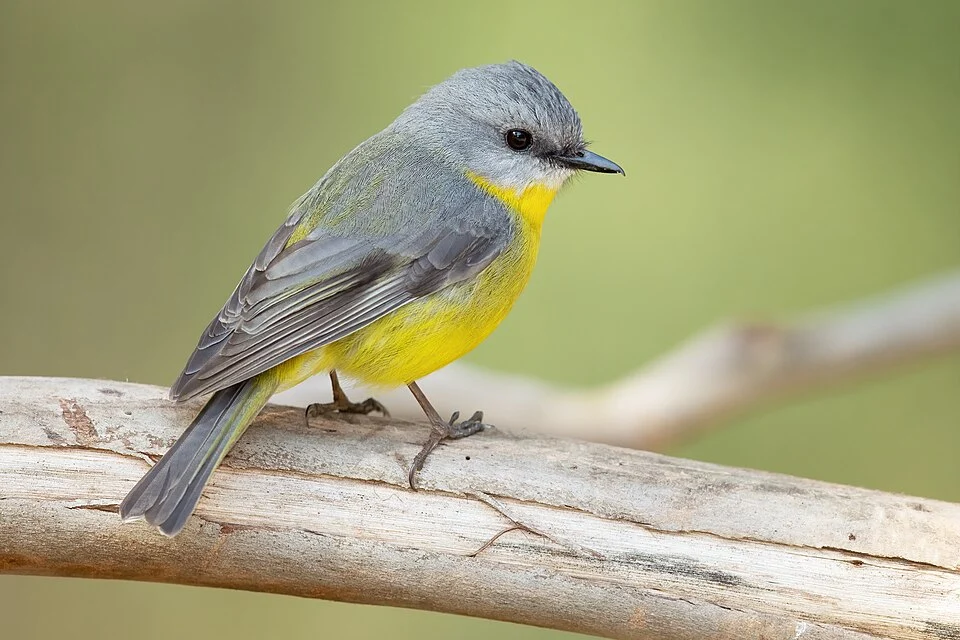 Eastern yellow robin (Eopsaltria australis), Mogo Campground, Yengo National Park, New South Wales, Australia