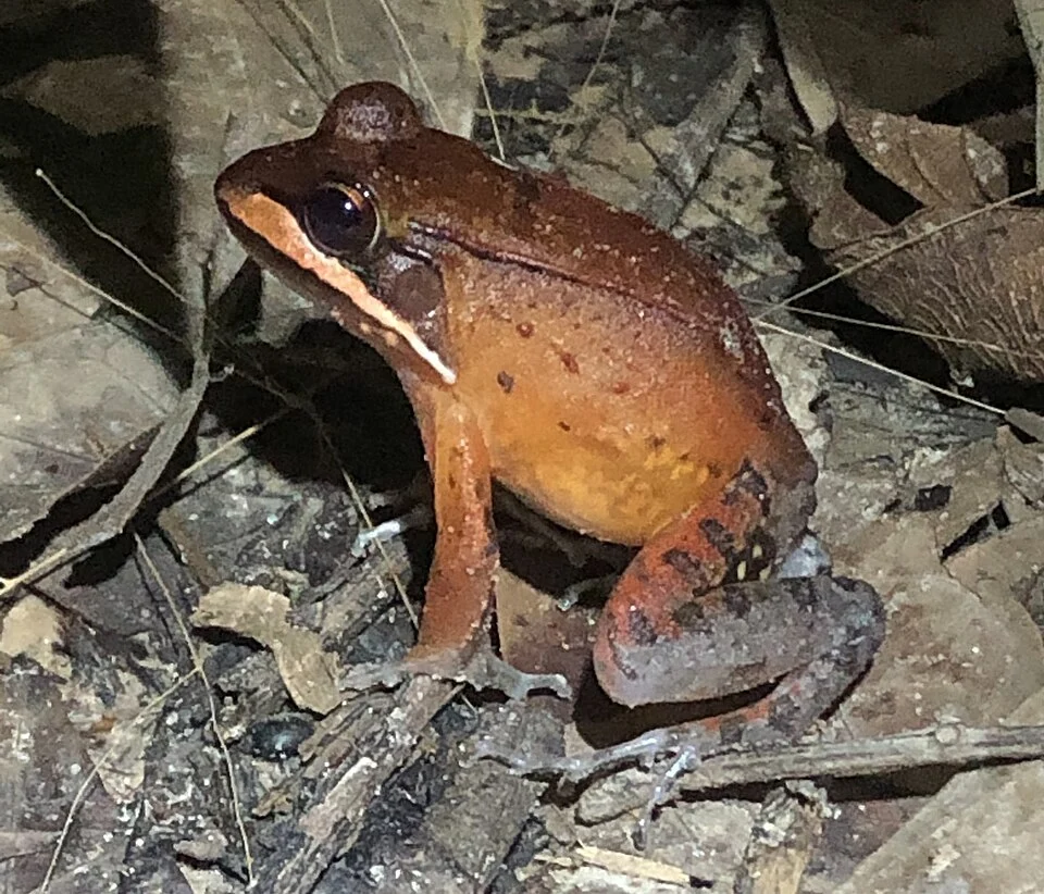 Loreto White-lipped Frog (Leptodactylus rhodomystax)