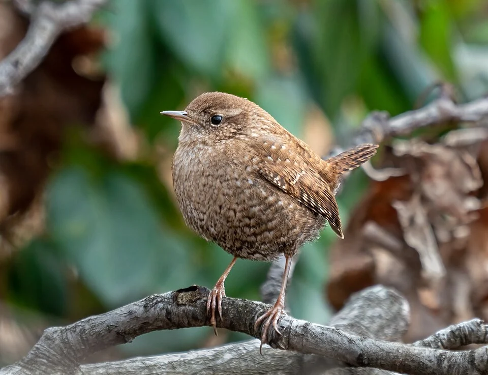 Winter wren in Prospect Park