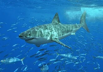 Great white shark at Isla Guadalupe, Mexico, August 2006. Shot with Nikon D70s in Ikelite housing, in natural light. Animal estimated at 11-12 feet (3.3 to 3.6 m) in length, age unknown.