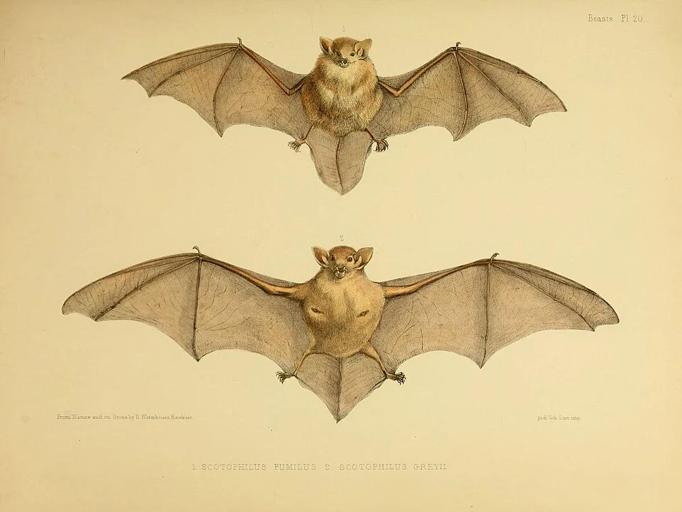 Pl. 20 The zoology of the voyage of the H.M.S. Erebus & Terror, under the command of Captain Sir James Clark Ross, during the years 1839 to 1843. By authority of the Lords Commissioners of the Admiralty. Edited by John Richardson and John Edward Gray.