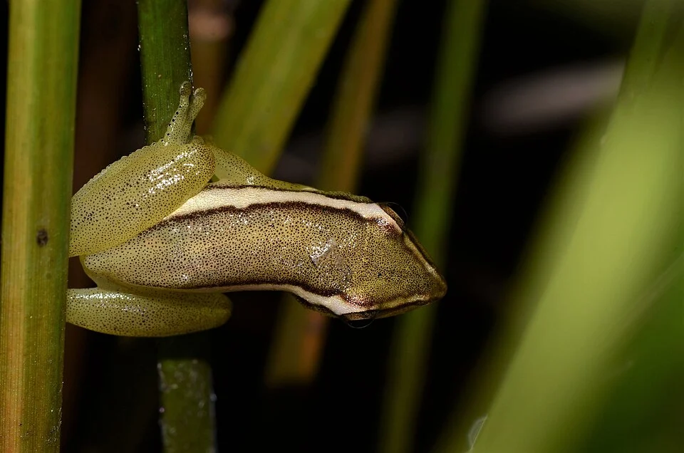 Parker's Reed Frog (Hyperolius parkeri)