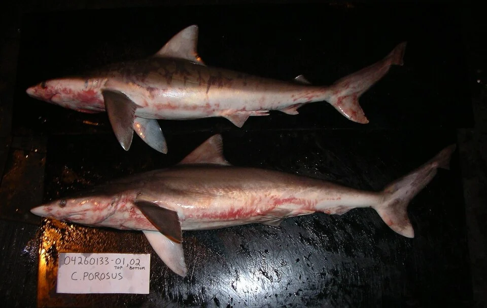 Smalltail sharks (Carcharhinus porosus) from Gulf of Mexico