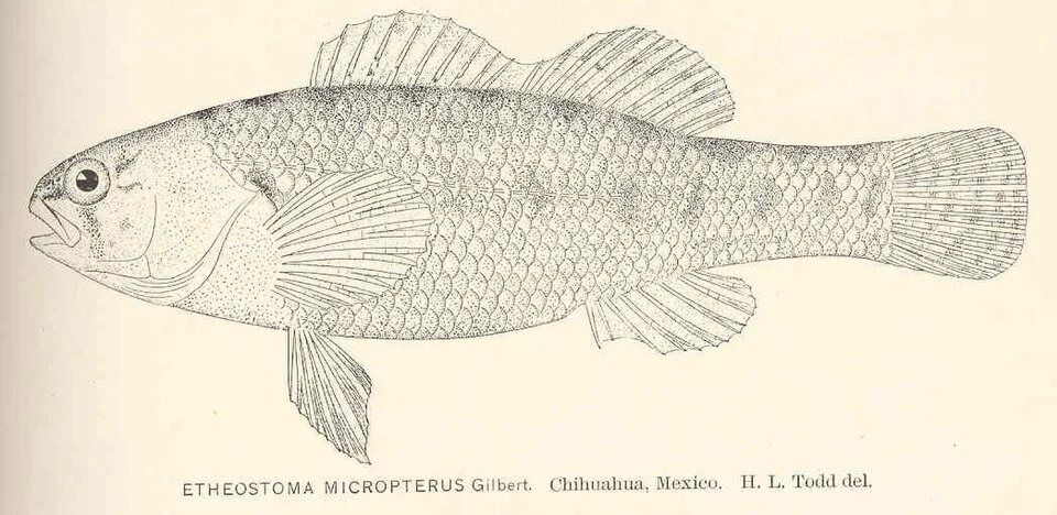 Etheostoma micropterus Gilbert. Chihuahua, Mexico
Subject: Etheostoma
Tag: Fish