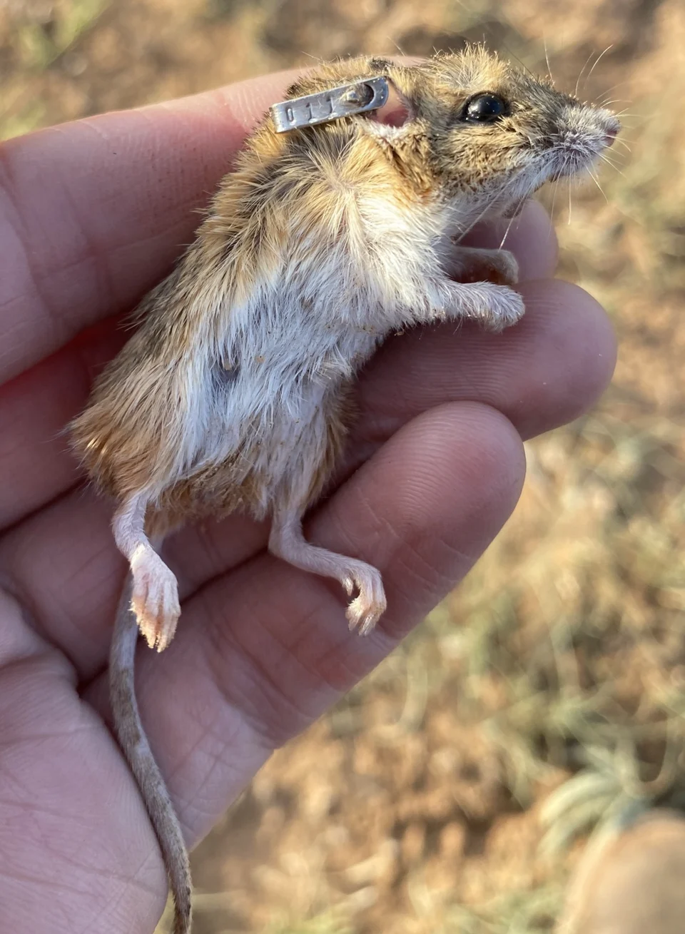 Perognathus merriami ear-tagged but deceased