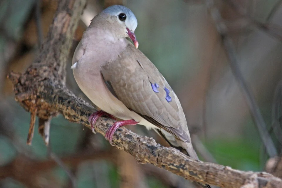 A Blue-spotted Wood Dove in Gambia.