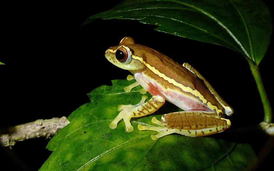 Rhacophorus lateralis from Coorg, India