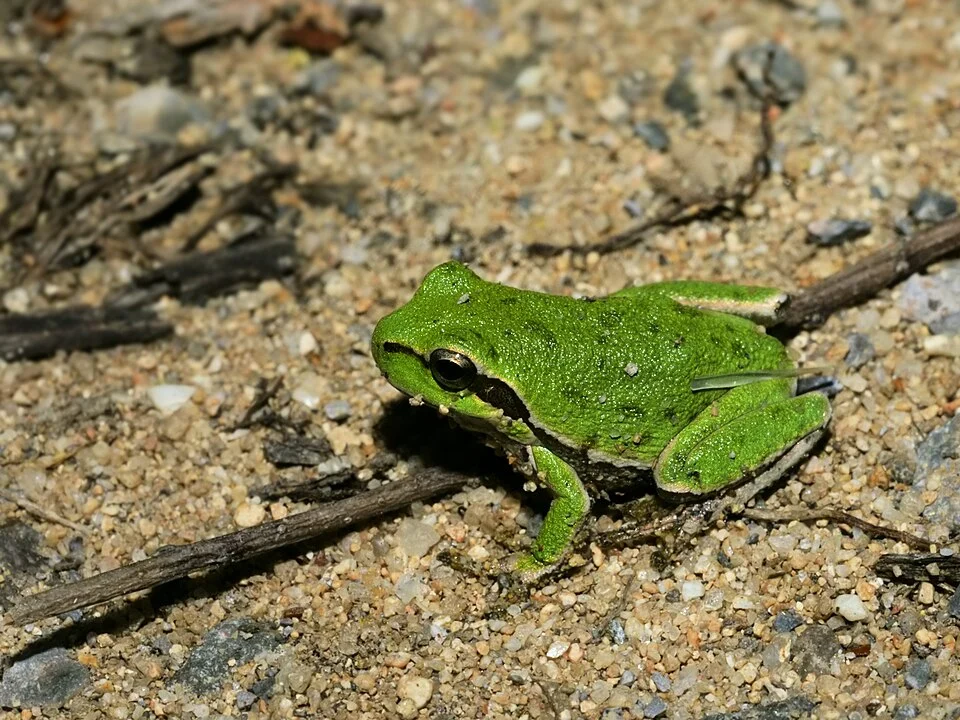 Tyrrhenian Tree Frog close to Torregrande, Sardinia, Italy. Size: 37 mm.