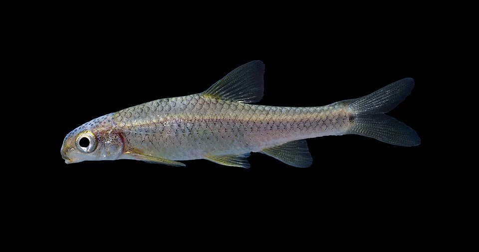 Devils River minnow (Dionda diaboli), Edwards Aquifer, Texas, USA