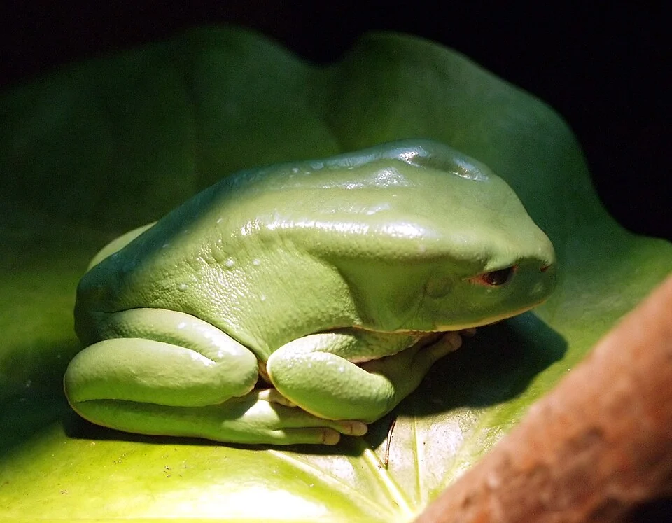Phyllomedusa boliviana, Zoo Cologne, Germany