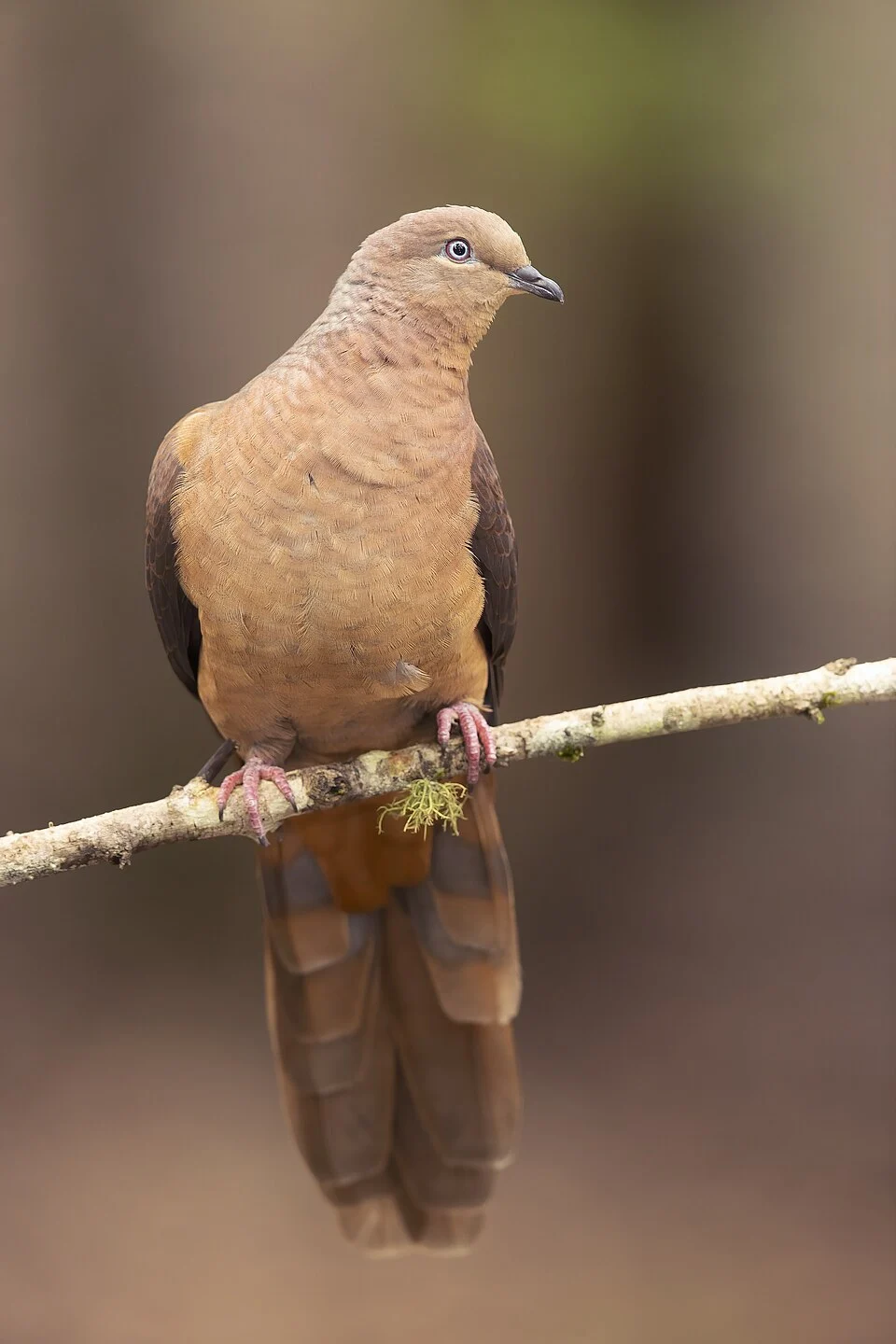 Brown Cuckoo-Dove, Brunkerville, New South Wales, Australia